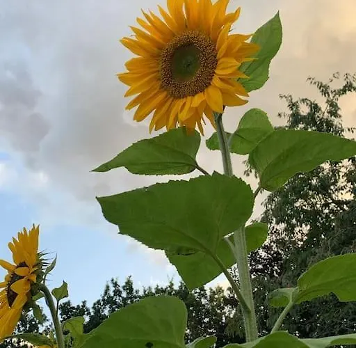 Solhoj - A Nice Quite Place Just Outside Сasa de vacaciones