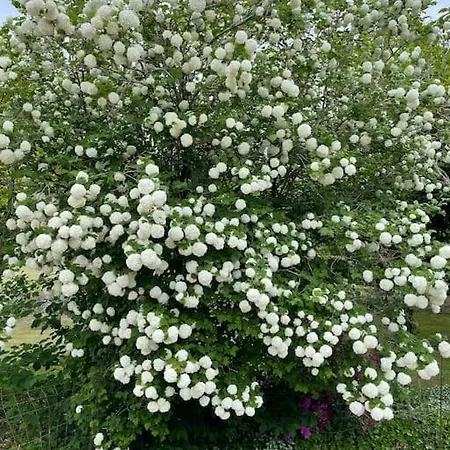 Solhoj - A Nice Quite Place Just Outside Billund