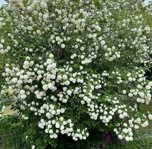 Solhoj - A Nice Quite Place Just Outside Billund